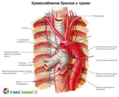 Bronkier
